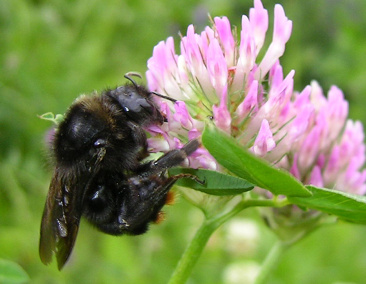 http://www.insektenstaaten.de/name/Admin/img/img1807.jpg